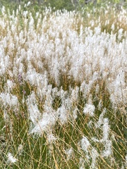 Trichophorum alpinum