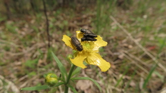 Anthaxia quadripunctata