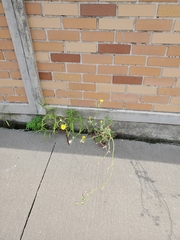 Sonchus
