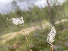 Trichophorum alpinum
