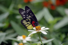 Delias pasithoe