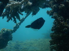 Cantherhines pardalis