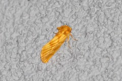 Eulithosia papago