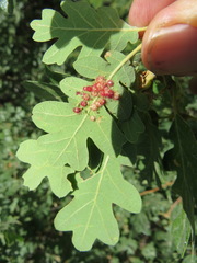 Andricus tubifaciens