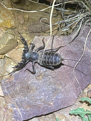 Mastigoproctus giganteus