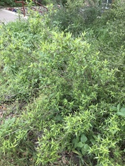Anisacanthus