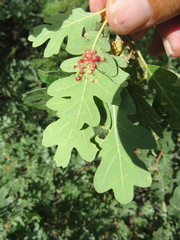 Andricus tubifaciens