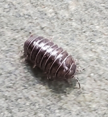 Armadillidium vulgare