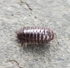 Armadillidium vulgare