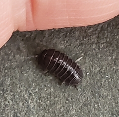 Armadillidium vulgare
