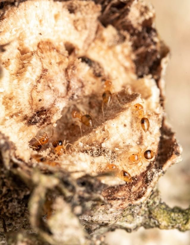 Brachymyrmex pictus