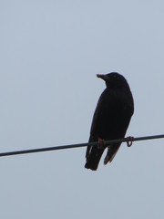 Corvus brachyrhynchos