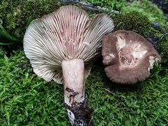 Lactarius fuliginosus