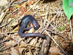 Plethodon jordani