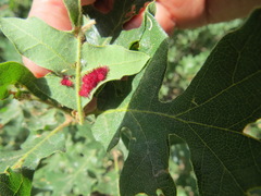 Andricus tubifaciens