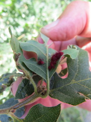 Andricus tubifaciens