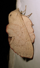 Phyllodesma suberifolia