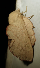 Phyllodesma suberifolia