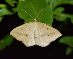 Palaeaspilates inoffensa