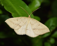 Palaeaspilates inoffensa