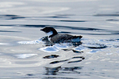 Synthliboramphus antiquus