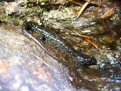 Desmognathus imitator