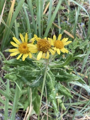 Senecio pseudoarnica