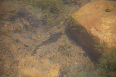 Pantosteus clarkii