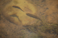 Pantosteus clarkii