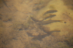 Pantosteus clarkii