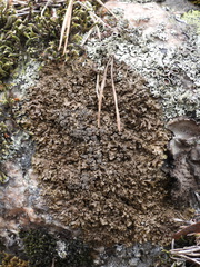 Xanthoparmelia loxodes