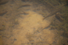 Pantosteus clarkii