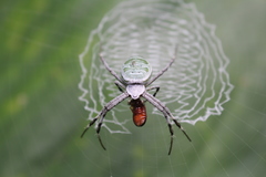 Argiope chloreides
