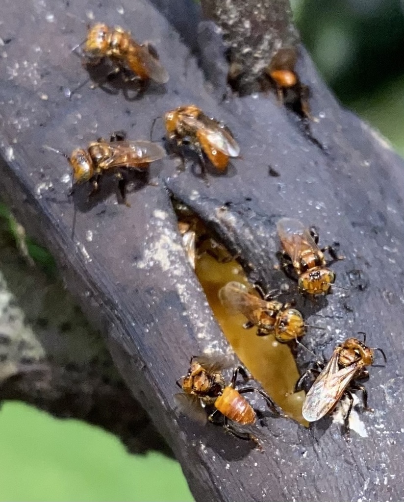 Half-red Fire Bee