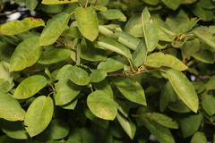 Amelanchier × lamarckii