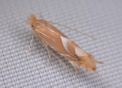Phyllonorycter endryella