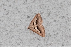 Digrammia subminiata