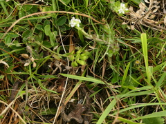 Lepidium heterophyllum