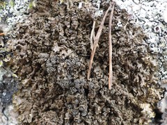 Xanthoparmelia loxodes