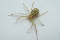 Philodromus albidus