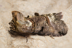 Abrostola tripartita