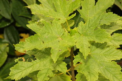 Acer pseudoplatanus