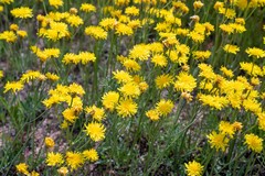 Crepis crocea