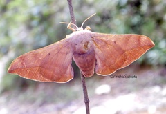 Comparmustilia sphingiformis