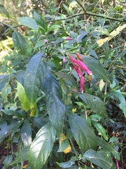 Ruellia angustiflora