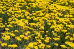 Crepis crocea