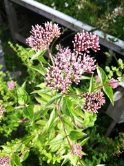 Eupatorium cannabinum