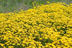 Crepis crocea