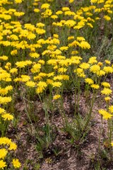 Crepis crocea