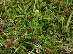 Lepidium heterophyllum